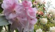 penjerrick-magnolia.jpg
