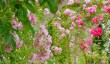 polesden-lacey-roses.jpg