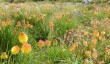 rhs-wisley-garden.jpg