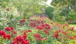 rhs-wisley-rose-garden.jpg