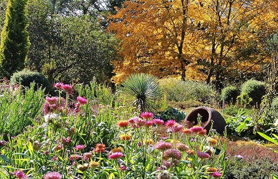 Tulips at RHS Wisley