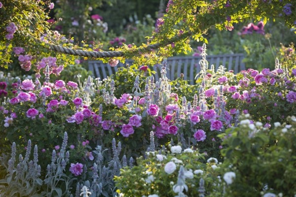 RHS Rosemoor Garden