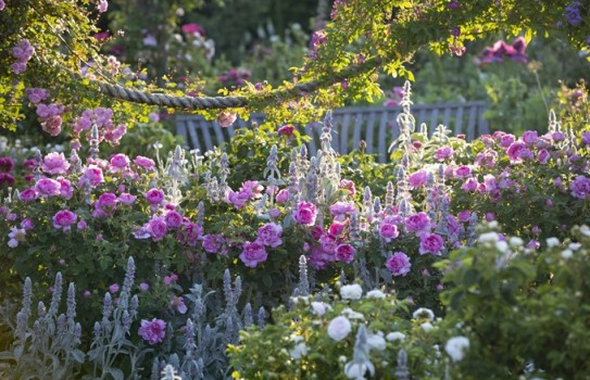 RHS Rosemoor Garden