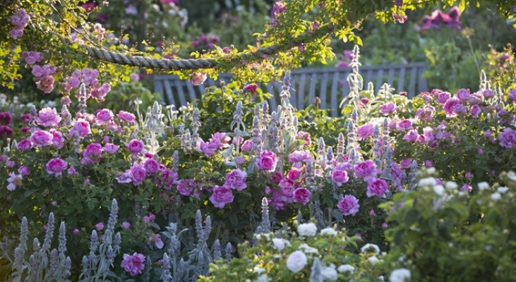 RHS Rosemoor Garden