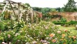 roses-at-polesden-lacey.jpg