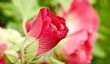 selborne-rose-garden.jpg