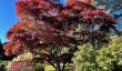 sheffield-park-autumn.jpg