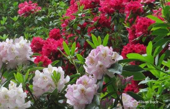 Sheringham Park Rhododendrons