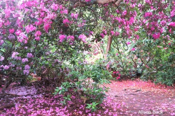 Sherringham Park Rhododendrons