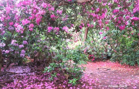 Sheringham Park Rhododendrons