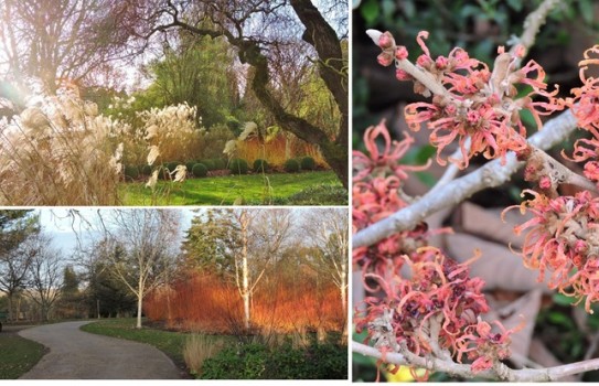 Sir Harold Hillier Gardens Winter Sir Harold Hillier Gardens Winter