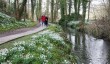 snowdrop-gardens-wiltshire.jpg