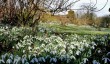 snowdrops-carmarthenshire.jpg