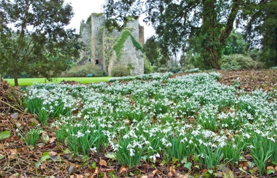 Castle Kennedy Garden Snowdrops