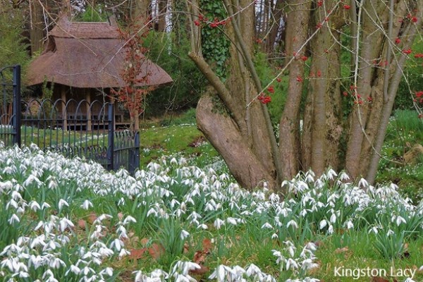 Snowdrops in Dorset
