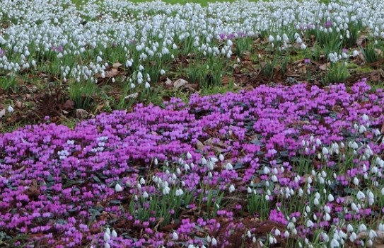 Snowdrops in Somerset Snowdrops in Somerset