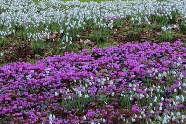 Snowdrops in Somerset
