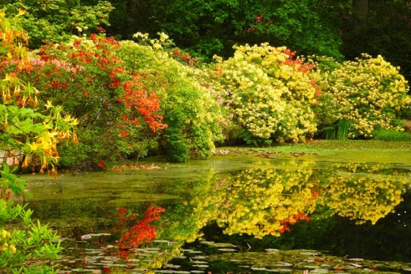 The Water Gardens at Stody Lodge