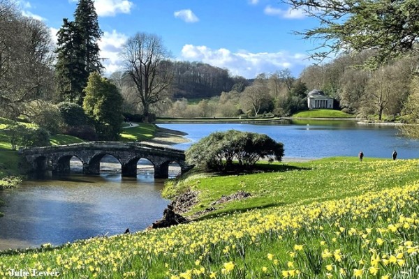 Stourhead Garden Daffodils 2026