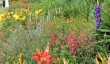 thenford-garden-herbaceous.jpg