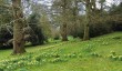 tyntesfield-daffodils.jpg