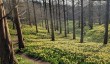 valley-gardens-windsor-daffodils.jpg