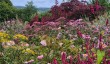 veddw-garden-wales.jpg