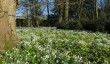walsingham-abbey-snowdrop.jpg
