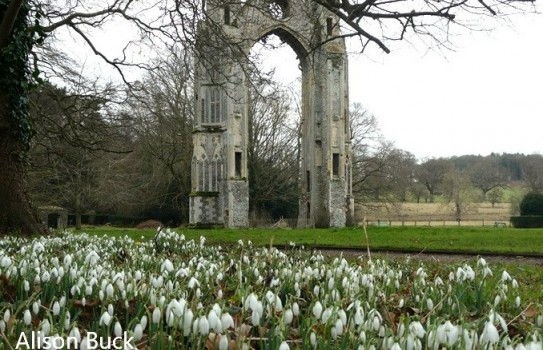 Walsingham Abbey Snowdrops Norfolk