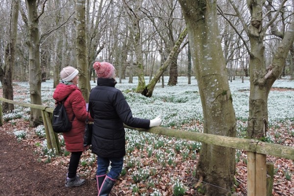 Welford Park Snowdrops