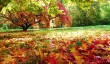 westonbirt-arboretum-autumn.jpg