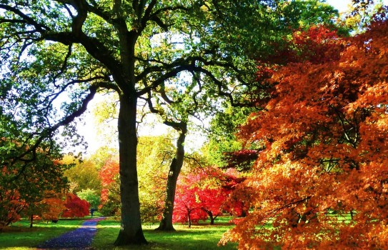 Westonbirt Arboretum