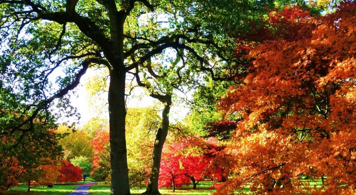 Westonbirt Arboretum