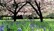 westonbirt-cherry-blossom.jpg