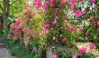 whalton-manor-roses.jpg