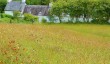 wildflower-meadow-carmarthenshire.jpg