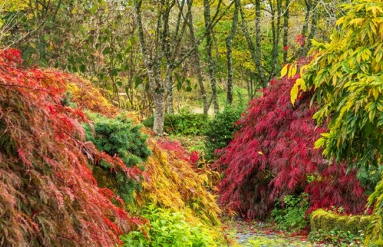 Wildside Garden Devon Autumn