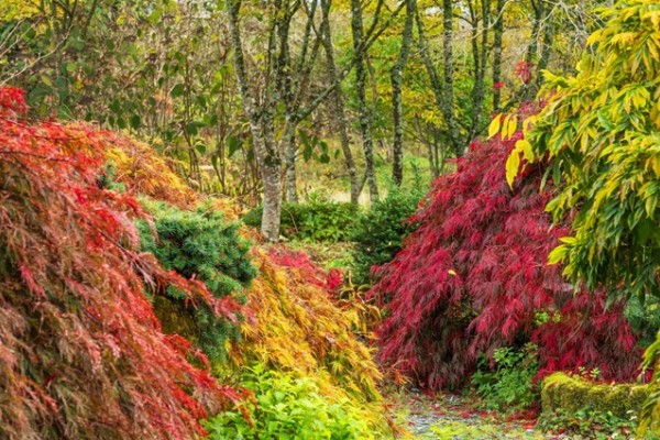 Wildside Garden Devon Autumn