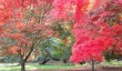 winkworth-arboretum-acers.jpg