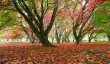 winkworth-arboretum-autumn.jpg