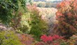 winkworth-arboretum.jpg