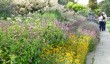 wisley-herbaceous-border.jpg