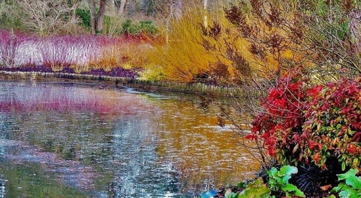 Wisley Winter Garden