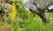 woolbeding-garden-sussex.jpg