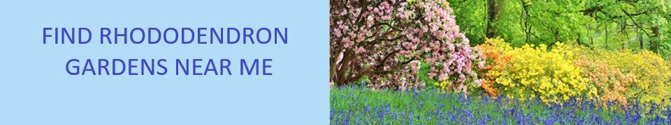 rhododendron-gardens-near-me