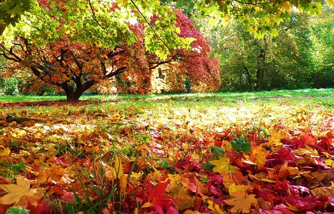 westonbirt-arboretum