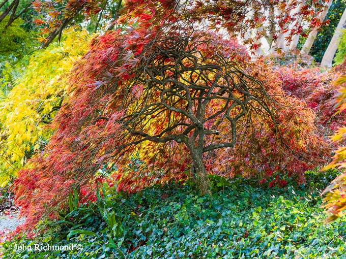 garden-house-in-autumn