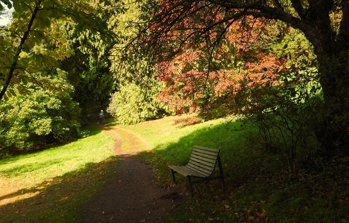 Killerton Woodland Gardens in early Autumn killerton-early-autumn