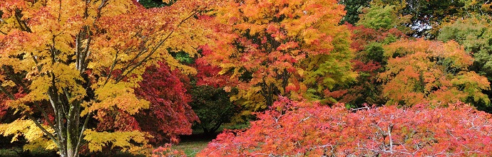 Autumn Colours News