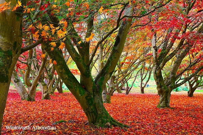 Autumn Colours Surrey autumn-colour-surrey